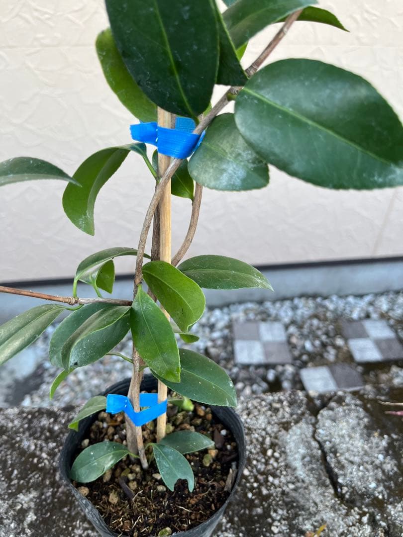 つばき　最小白花(さいしょうしろばな) 白色名花 極小輪 一重咲き 蕾あり宅急便