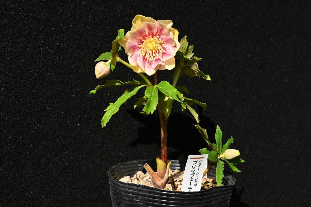 クリスマスローズ 認定プリマヴェーラゴールド 加藤農園 - メルカリ