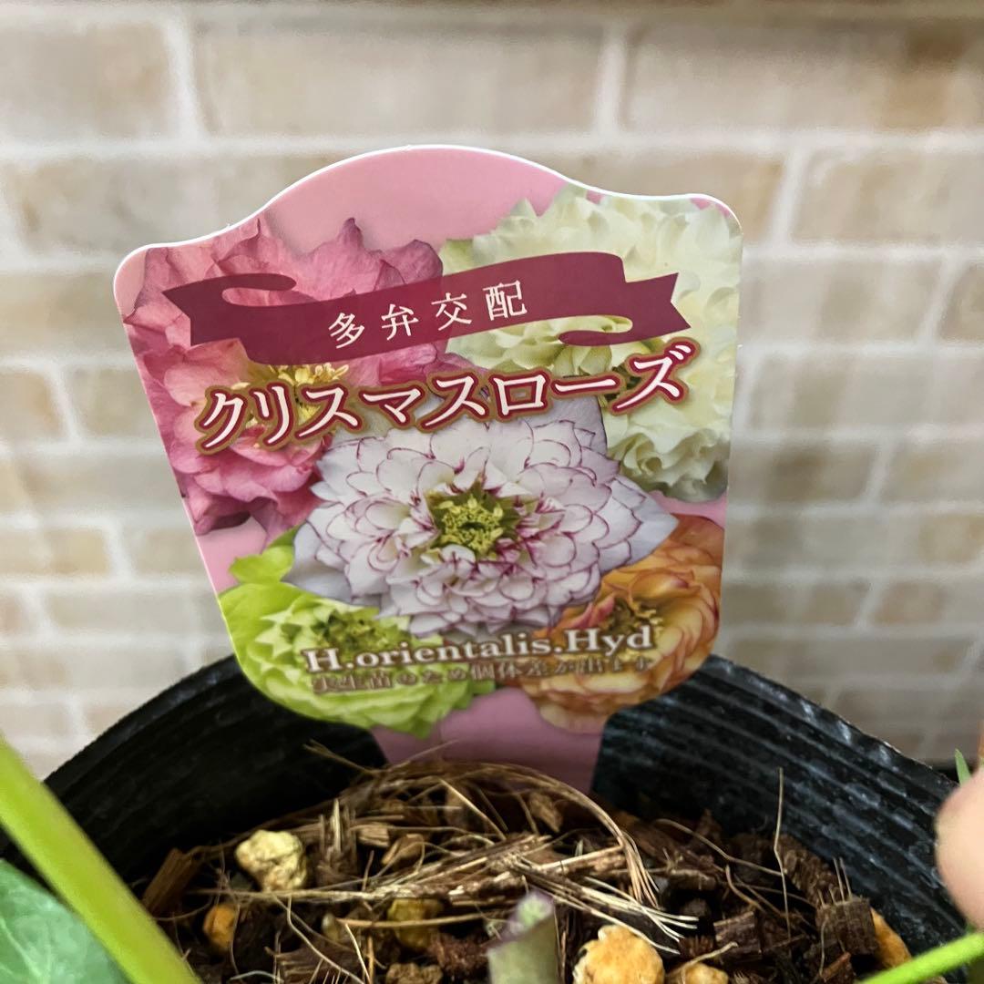 クリスマスローズ 超多弁ダブルD 4.5号ポット 花苗 開花株 - メルカリ