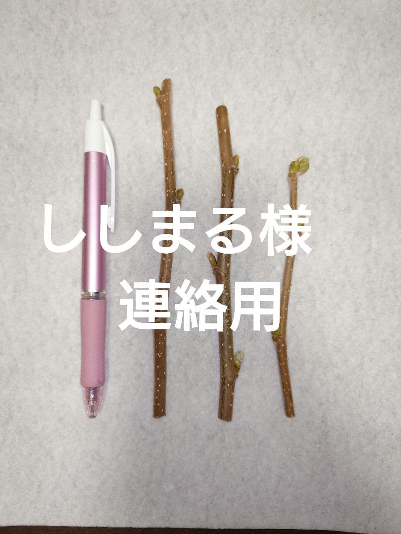 ししまる様　連絡用　ヘーゼルナッツ　穂木 無農薬】ヘーゼルナッツ 穂木挿し木用☆15本以上 - メルカリ