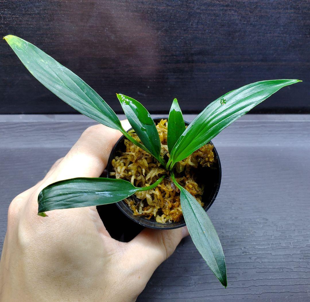 ホマロメナ sp Adei パプア産 カミハタ便 熱帯植物 Homalomena - メルカリ