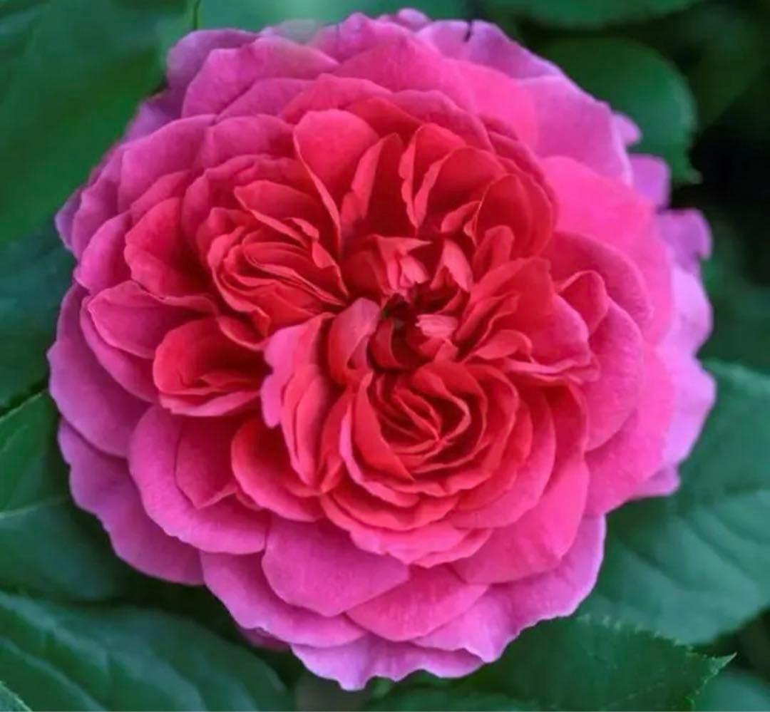 セール！数量、期間限定！お任せバラ挿し穂10種かく各1本