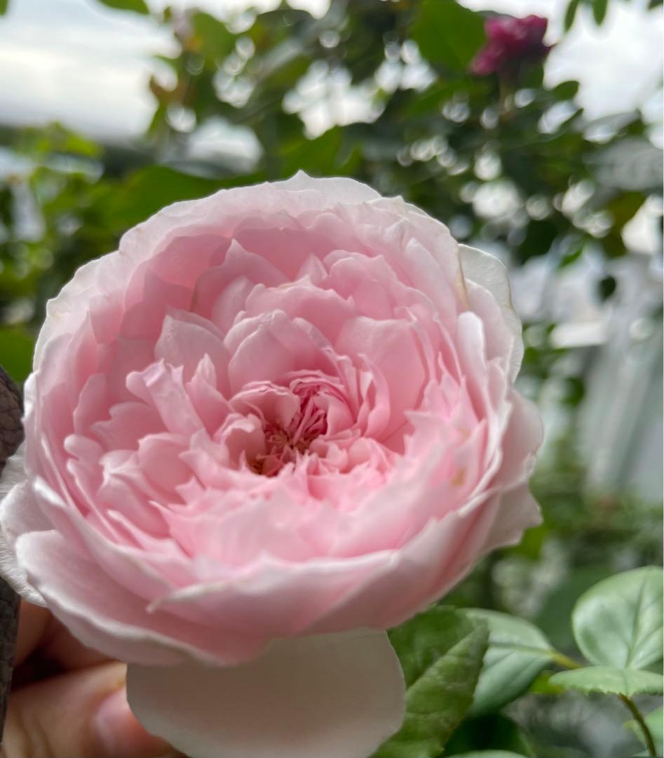 セール！数量、期間限定！お任せバラ挿し穂10種かく各1本