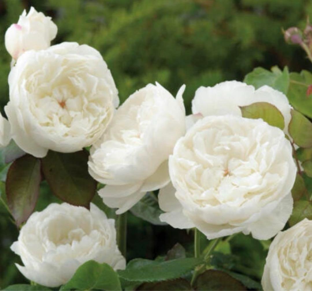 セール！数量、期間限定！お任せバラ挿し穂10種かく各1本