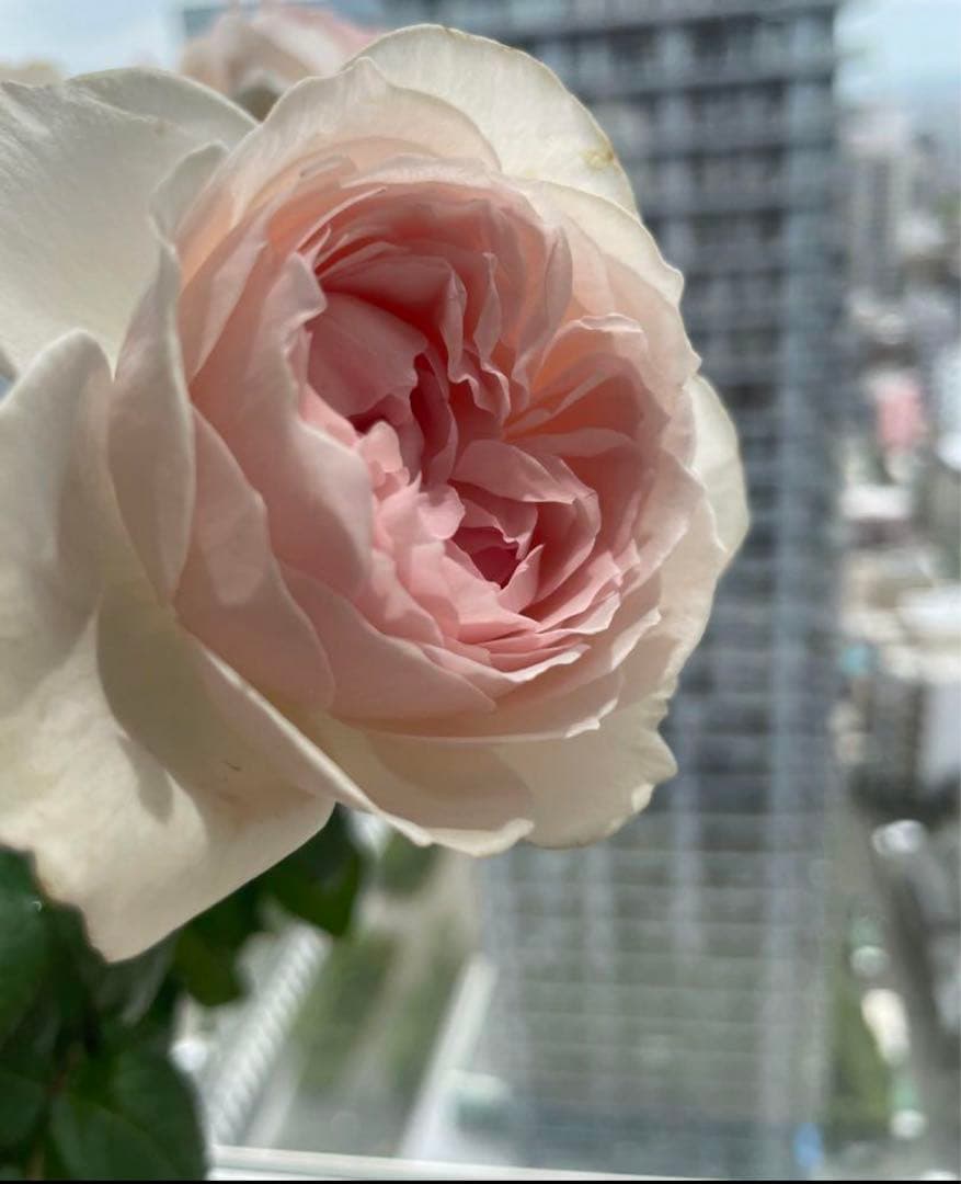 セール！数量、期間限定！お任せバラ挿し穂10種かく各1本