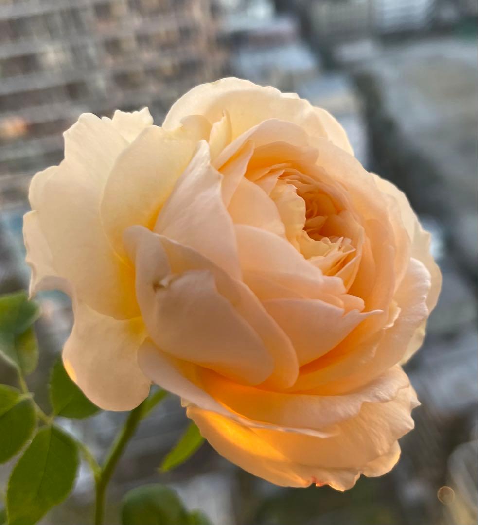 セール！数量、期間限定！お任せバラ挿し穂10種かく各1本