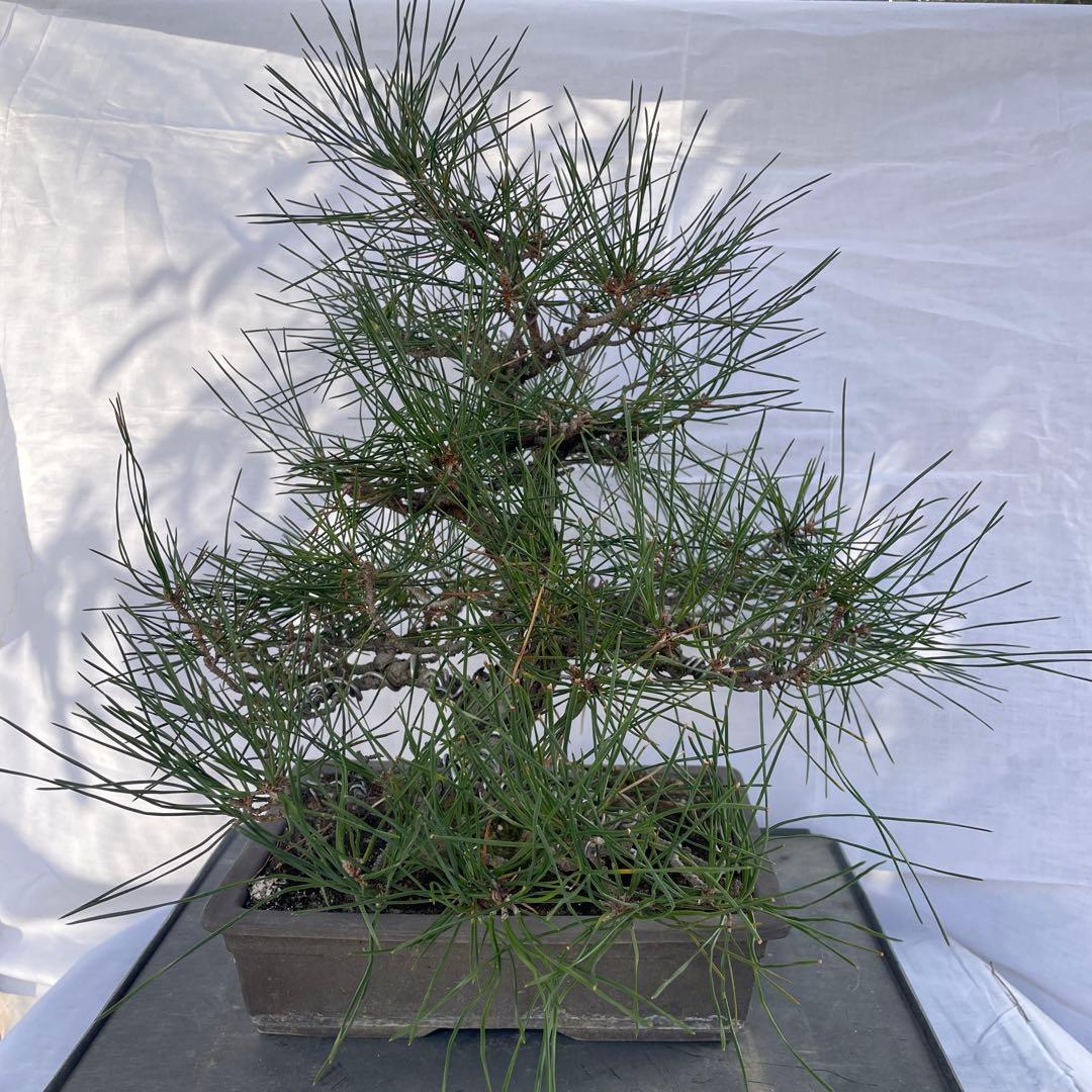 盆栽④ 楽天市場】盆栽 松 五葉松 樹高 約14cm ごようまつ Pinus parviflora
