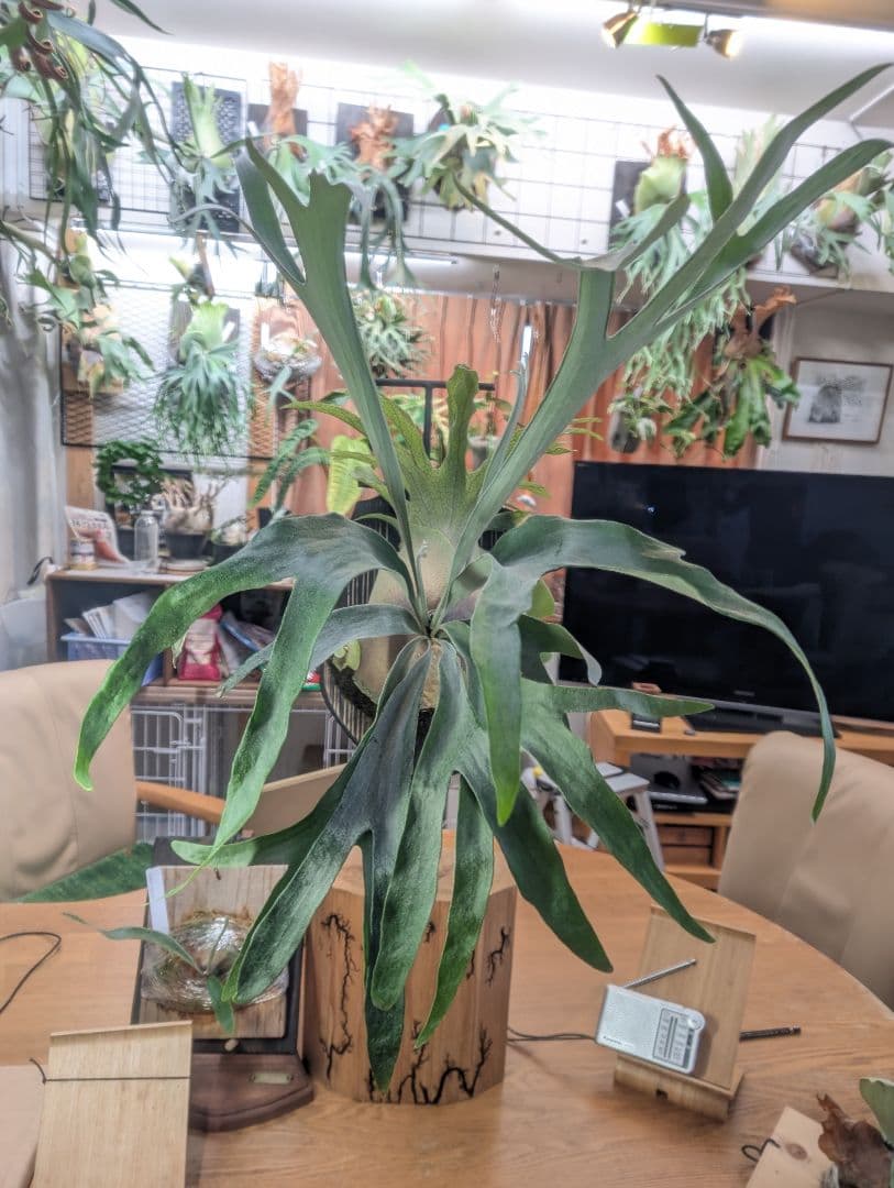 ビカクシダ Ginka☓Rydeen oc pup - メルカリ