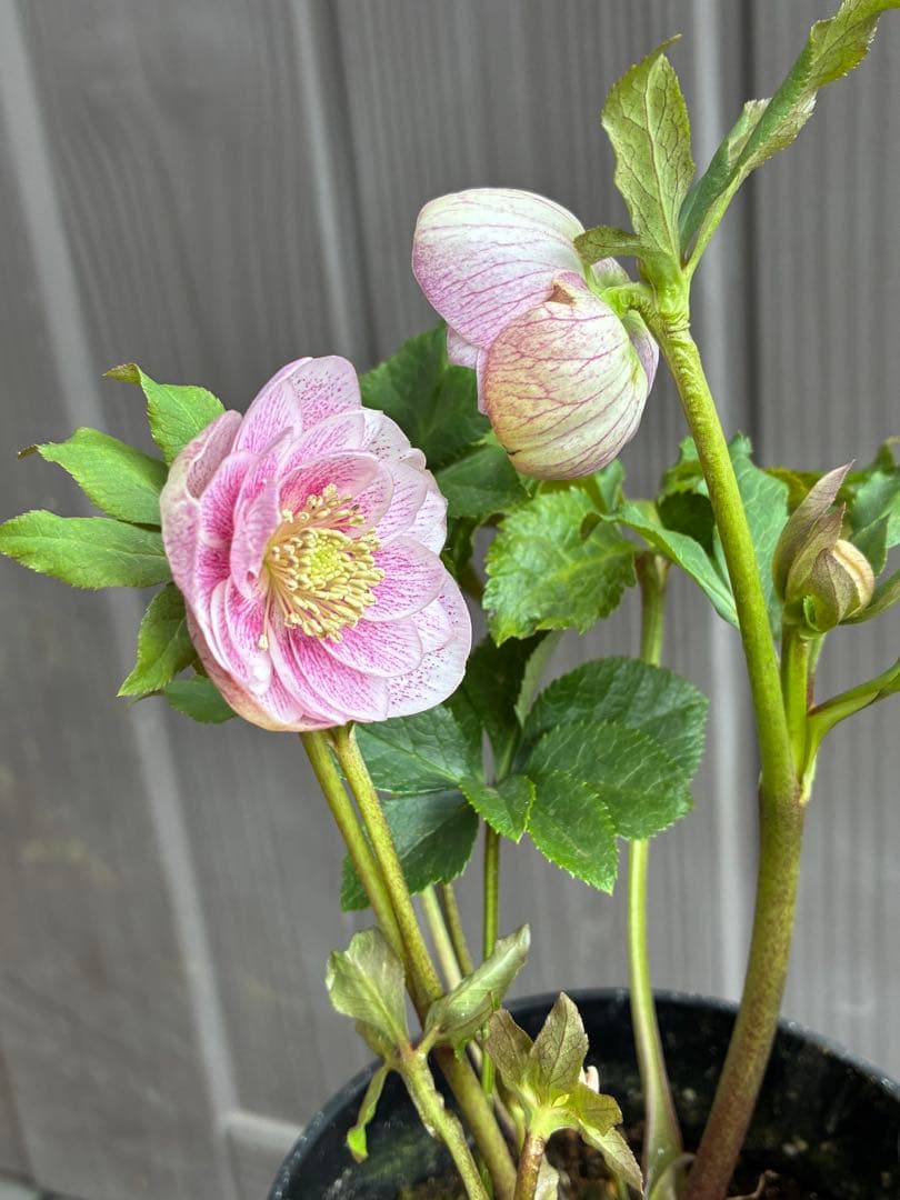 ♡広瀬園芸♡ DDベビーピンクミストベイン ソレイユ系 - メルカリ