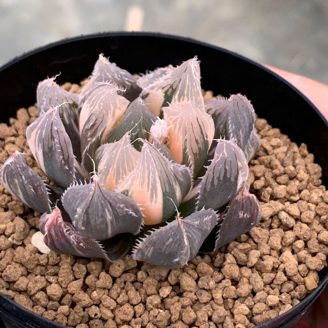 多肉植物 ハオルチア オブツーサ錦 魔王 - メルカリ