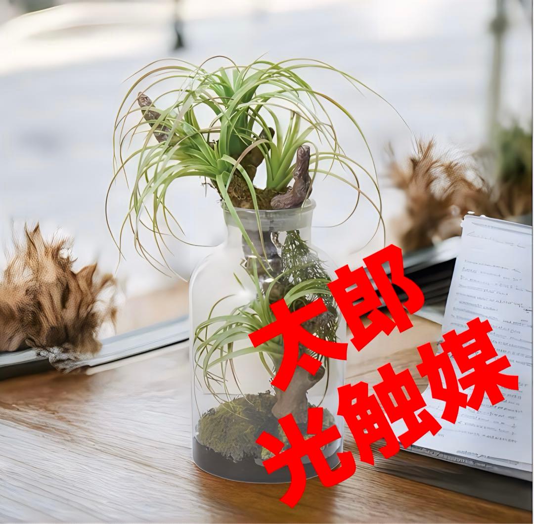 光触媒　人工観葉植物　ウォールグリーン　フェイクグリーン　ボタニカルチランジア 光触媒 人工観葉植物 ウォールグリーン フェイクグリーン