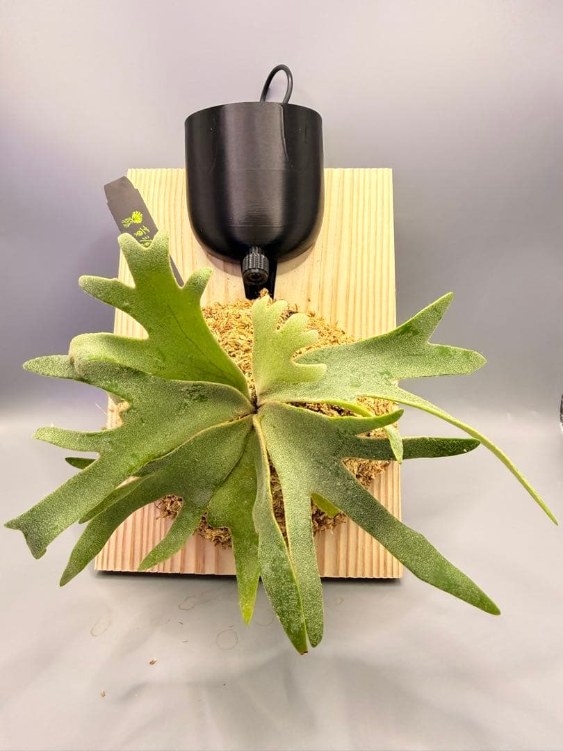 ビカクシダ willinckii Golden Boy sporeling 金童 - メルカリ