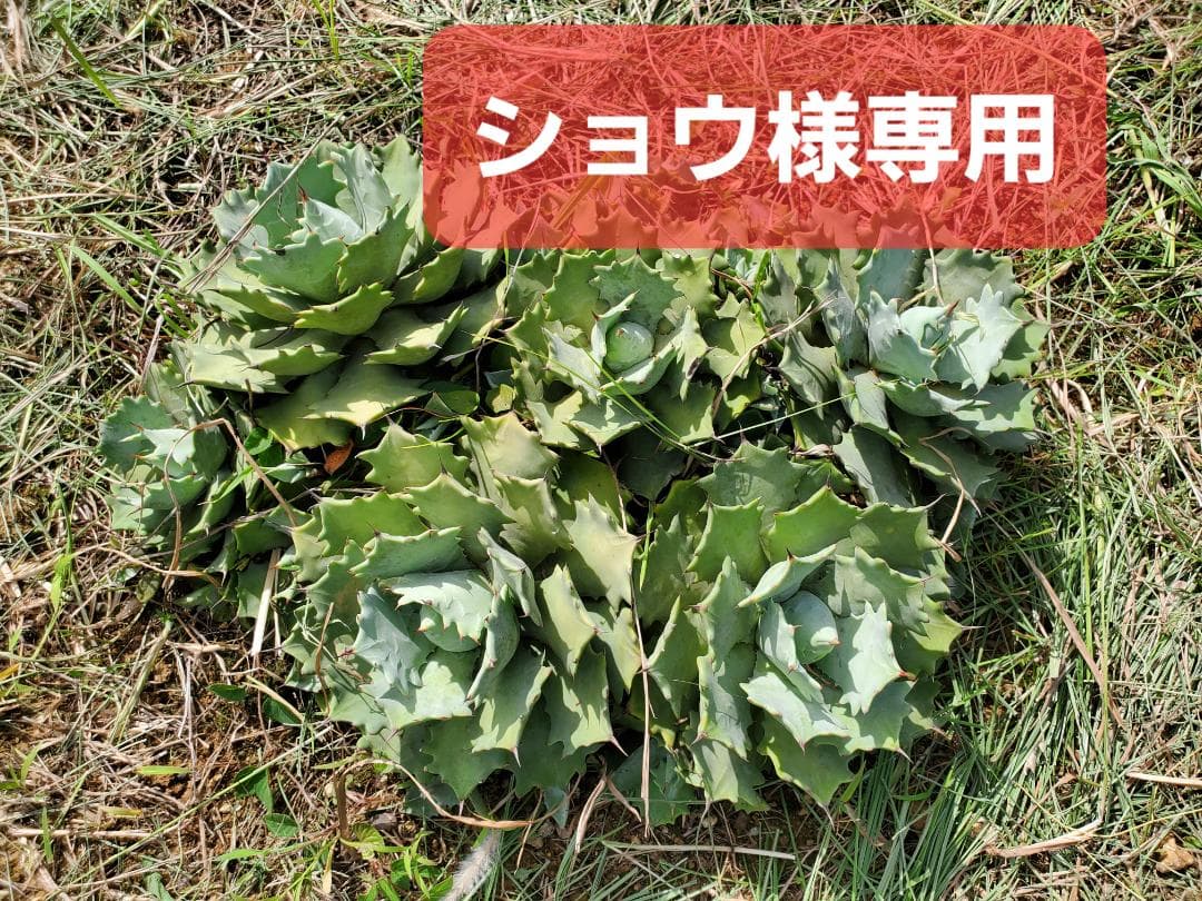 【ショウ】 リップルエフェクト SWEEP DESIGN GP WING ZX-4R - RAID-ZERO