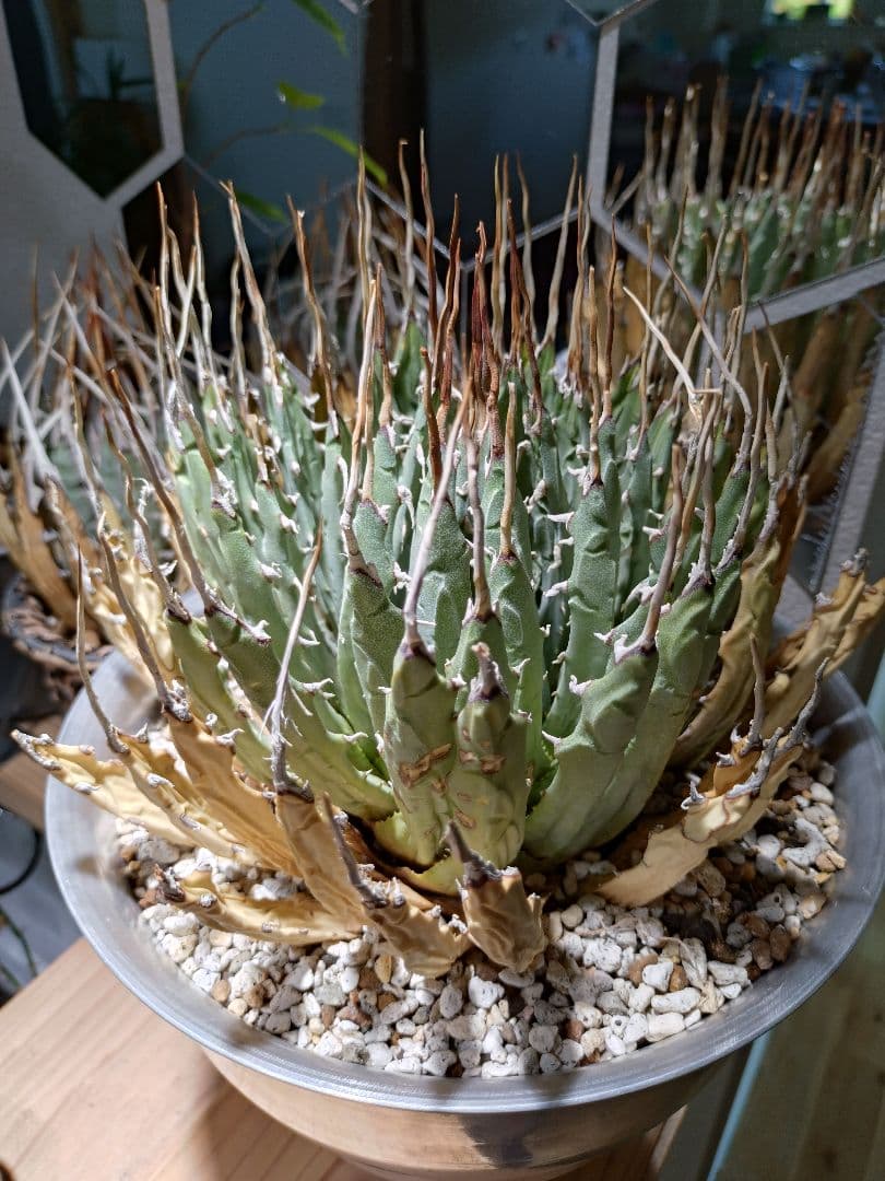 最終値下げ!発根済!25センチ超特大!陽炎エボリスピナ - メルカリ