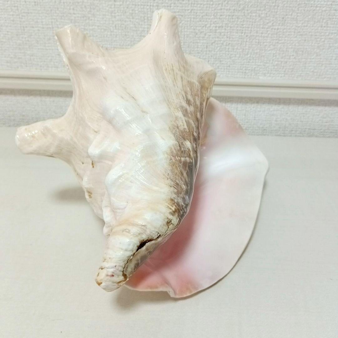 ピンク貝 コンク貝 貝殻 置物 オブジェ インテリア置物 希少 標本 008