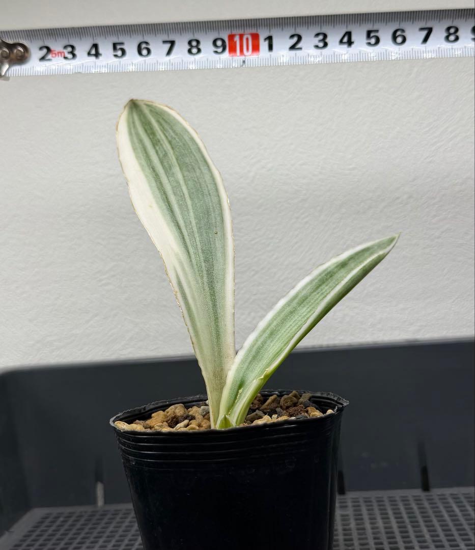 美株 希少 サンスベリアビューティークイーン 中株 レア 鉢ごと