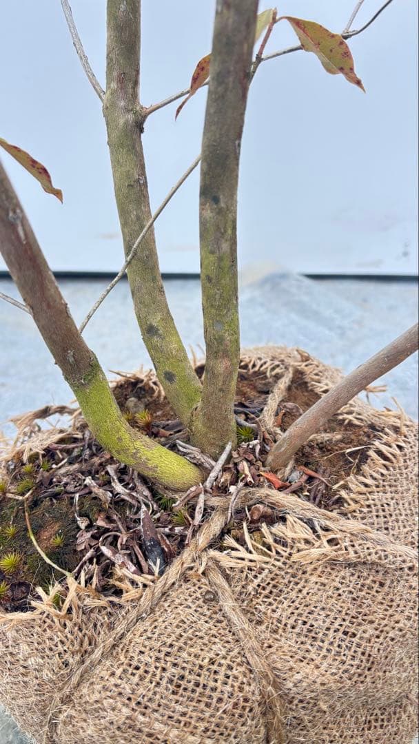 希少 良形の ハルイチバンツツジ 春一番ツツジ 108 樹高90cm位 躑躅