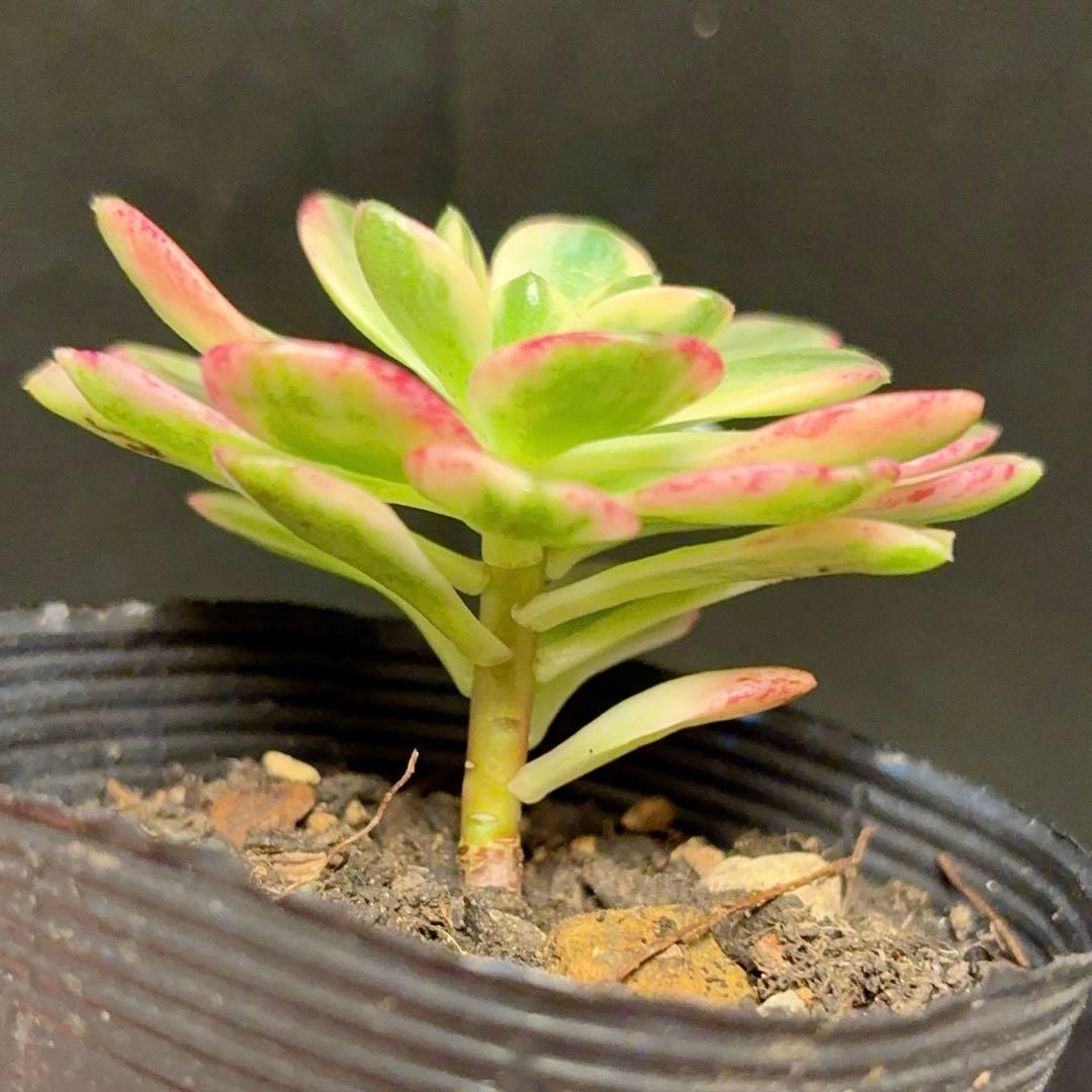 39 #観葉植物アエオニウム錦❤️ブロンズメダル錦❤️1大頭7cm 拔き苗