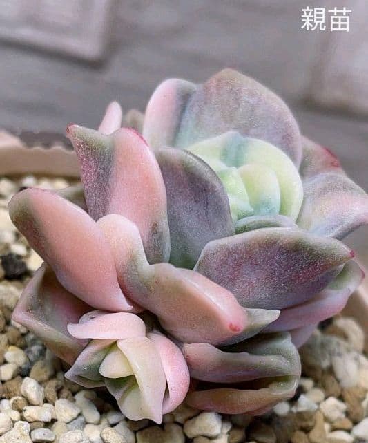 【確認用】ラブリーローズ錦《白斑》・葉挿し苗