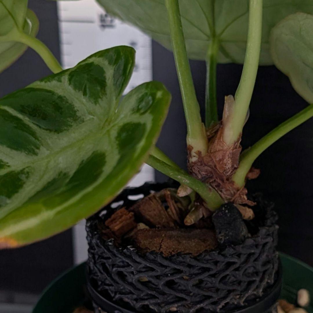 No.95 【美株】 アンスリウム クリスタリナム ドラヤキ 血統種丸葉