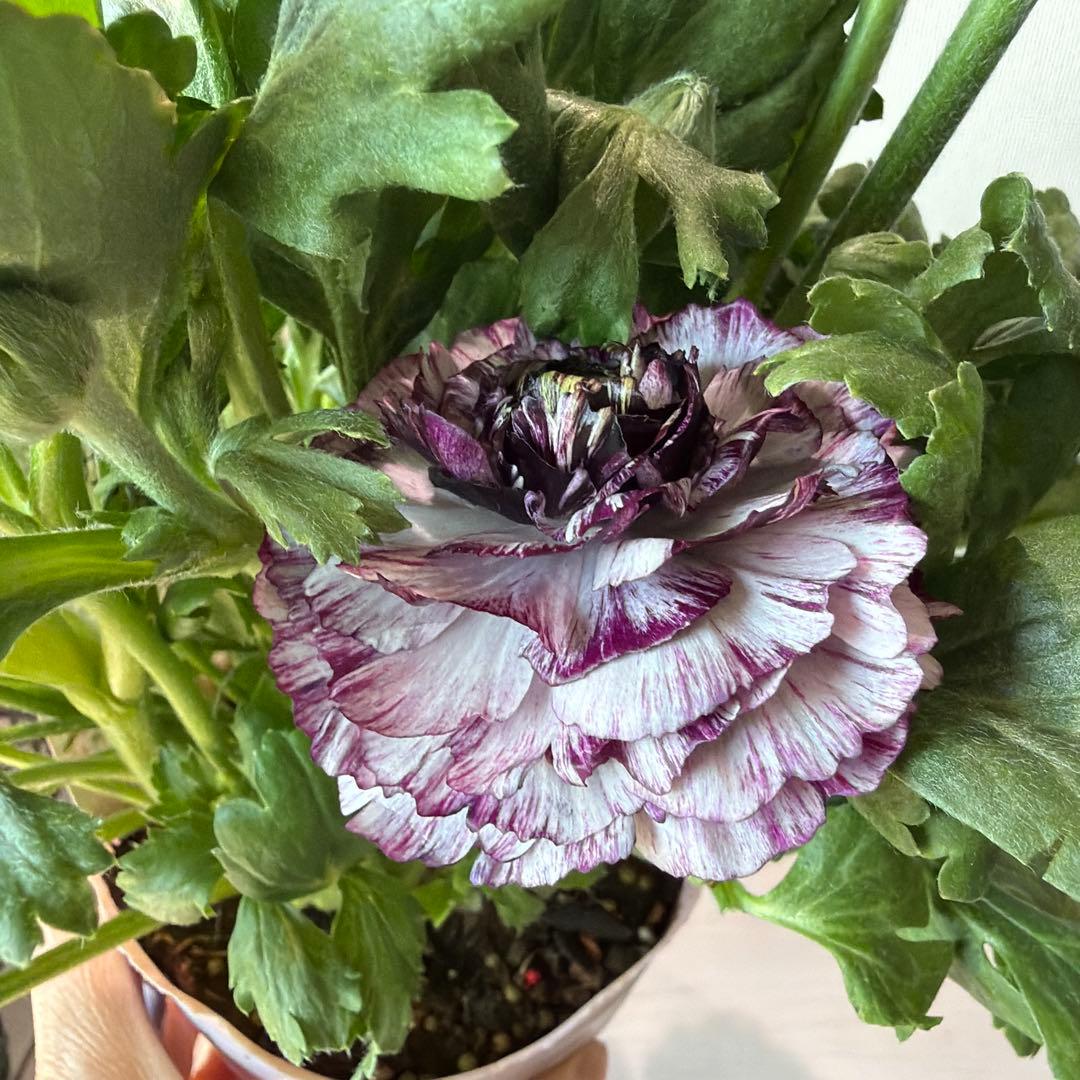 ラナンキュラス　イカロス　白多めパープル　４号ポット苗《2/11》