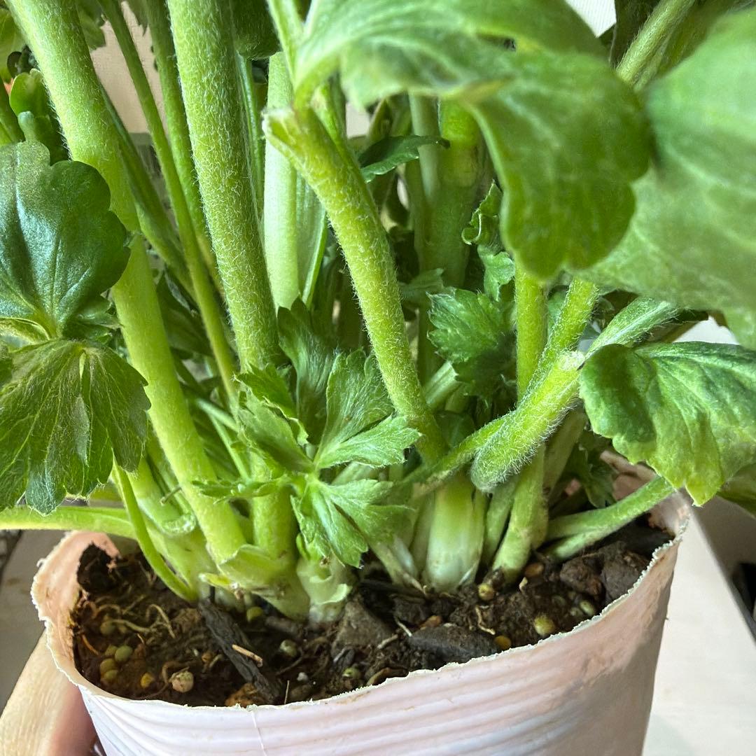 ラナンキュラス　イカロス　白多めパープル　４号ポット苗《2/11》