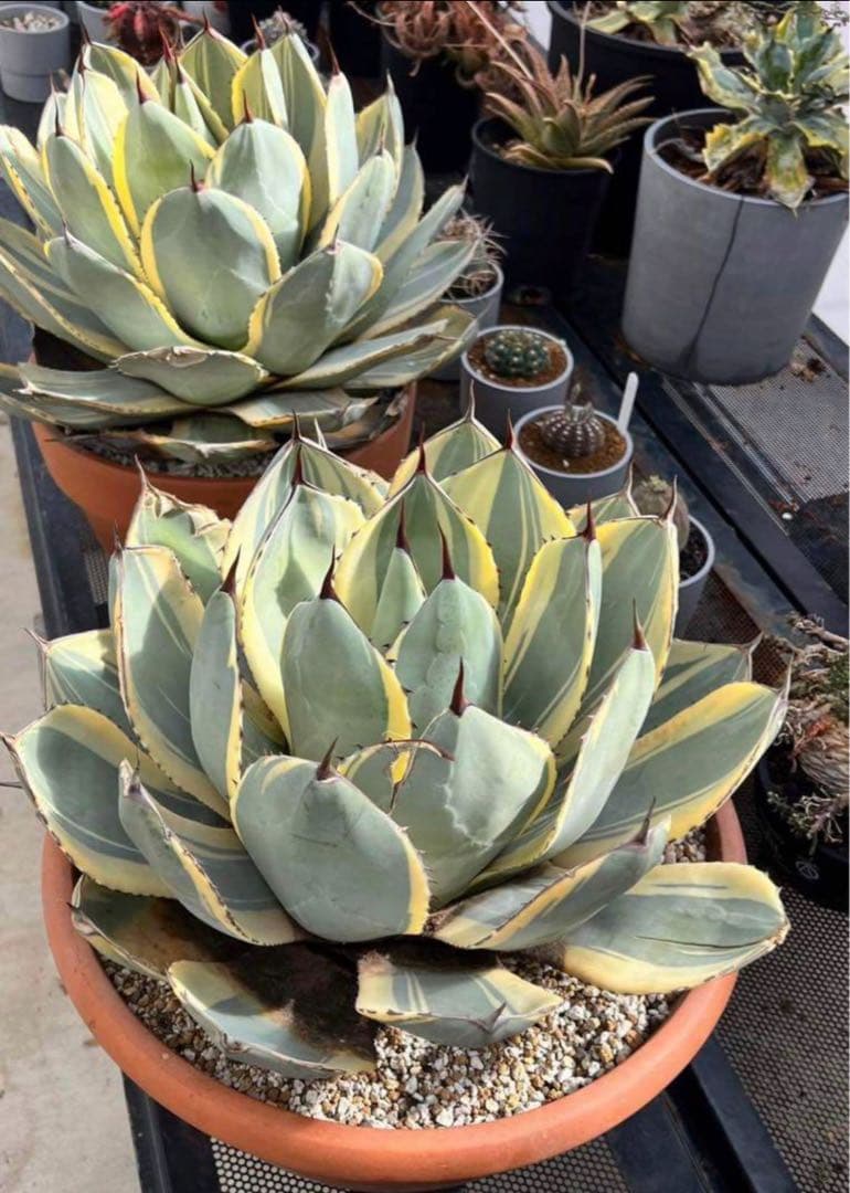 アガベ パリー オリザバ 6号菊鉢 現在子株付き 大株 - メルカリ