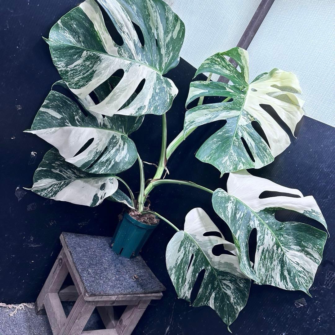 斑入りモンステラ ホワイトタイガー極美大株72cm白斑多 斑入り