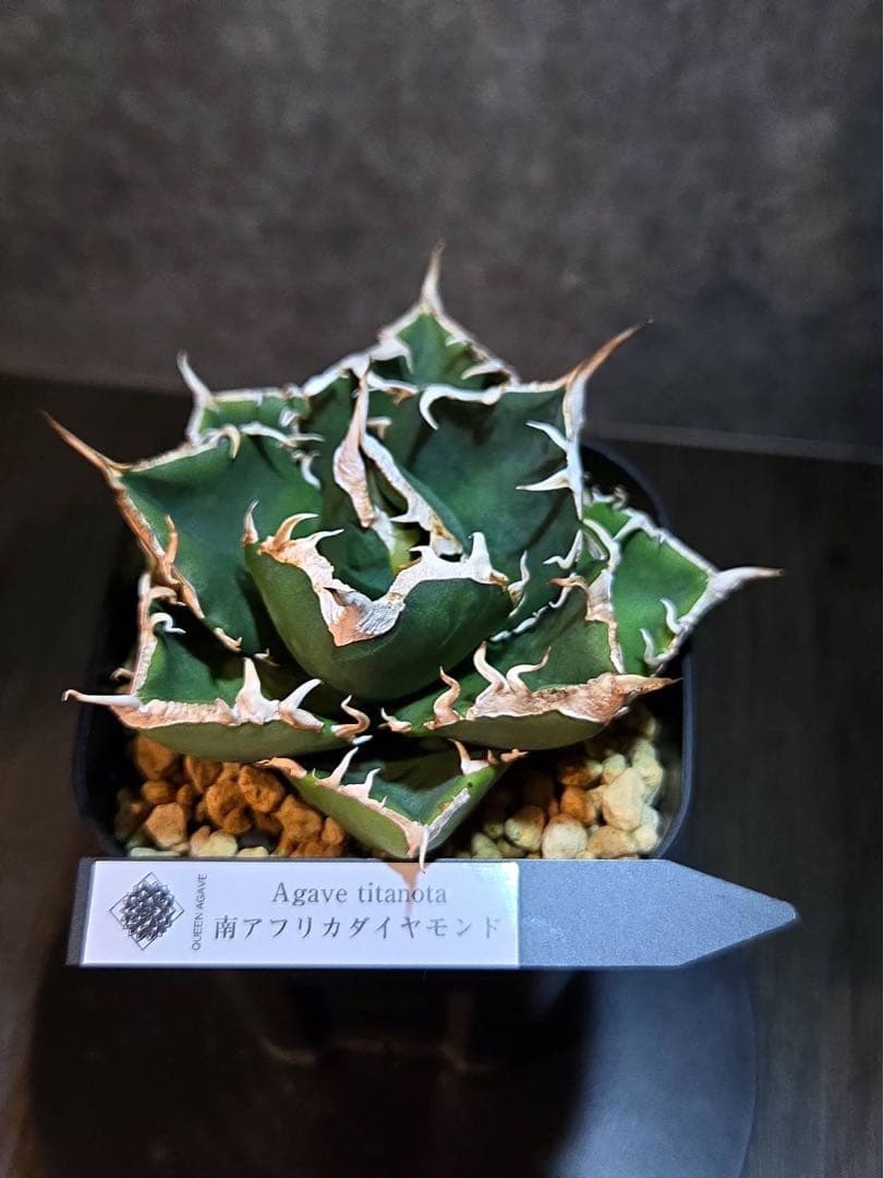 アガベ チタノタ 南アフリカダイヤモンド（SAD）現品オリジナルタグ