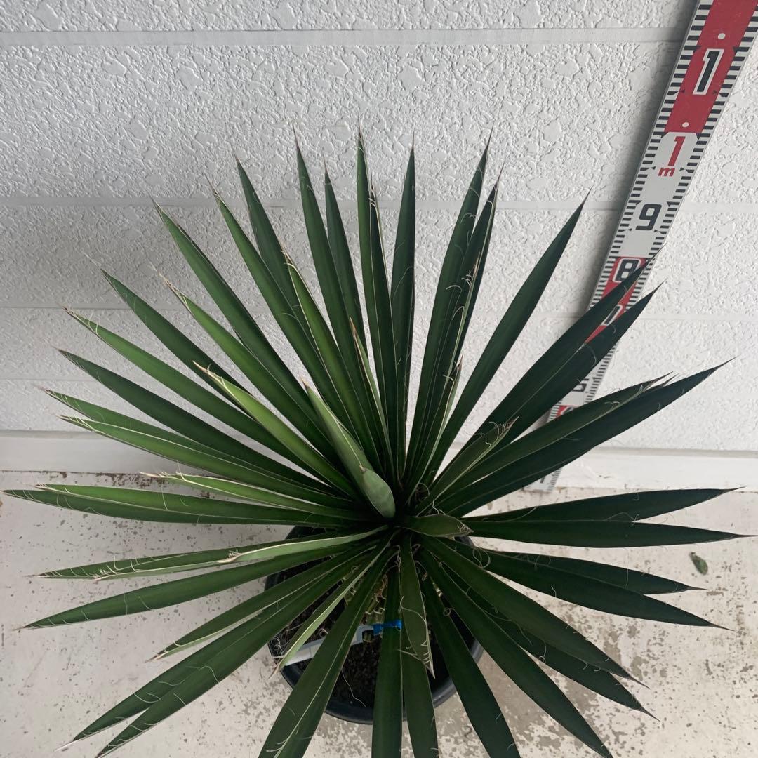 売り尽くしSALE ユッカ　フィリフェラ　大株　オーレア　幹太　95