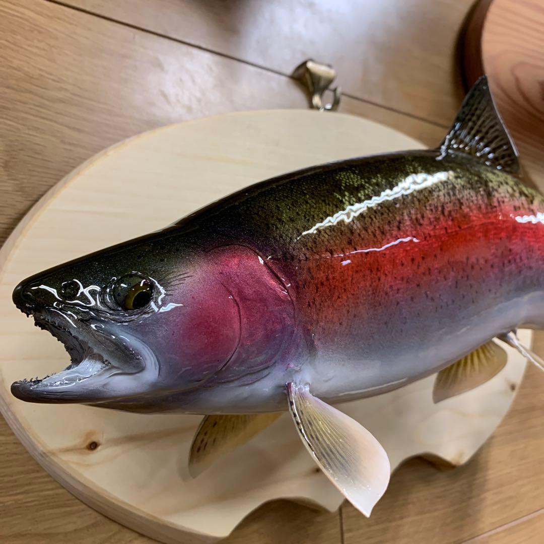 ワイルドスーパーレインボー50オーバー雄三口限定品剥製製作依頼又は