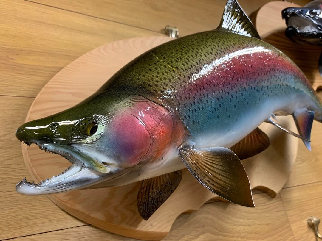 ワイルドスーパーレインボー50オーバー雄三口限定品剥製製作依頼又は