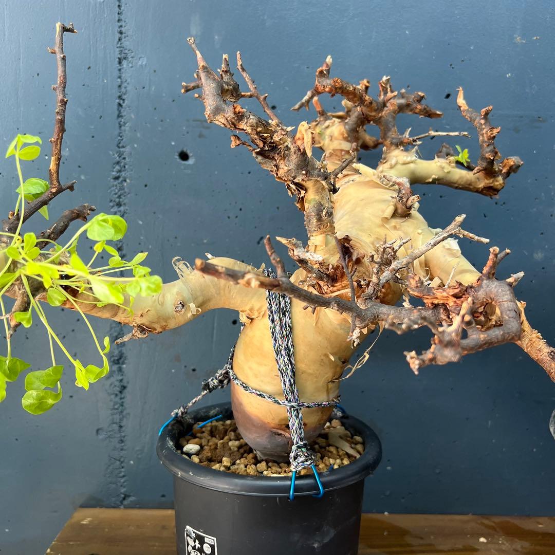 ① 特大 コミフォラ カタフ ピュア ソマリア産 発根済 - メルカリ