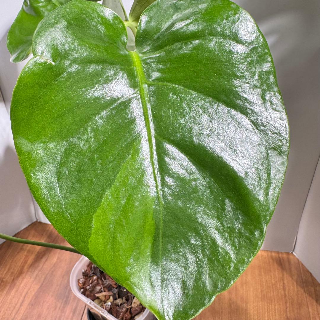 激レア？　モンステラ　デリシオーサ　緑斑&黄斑&白斑 コレクション】モンステラ デリシオーサ 白斑黄斑入り 希少種 – RARE