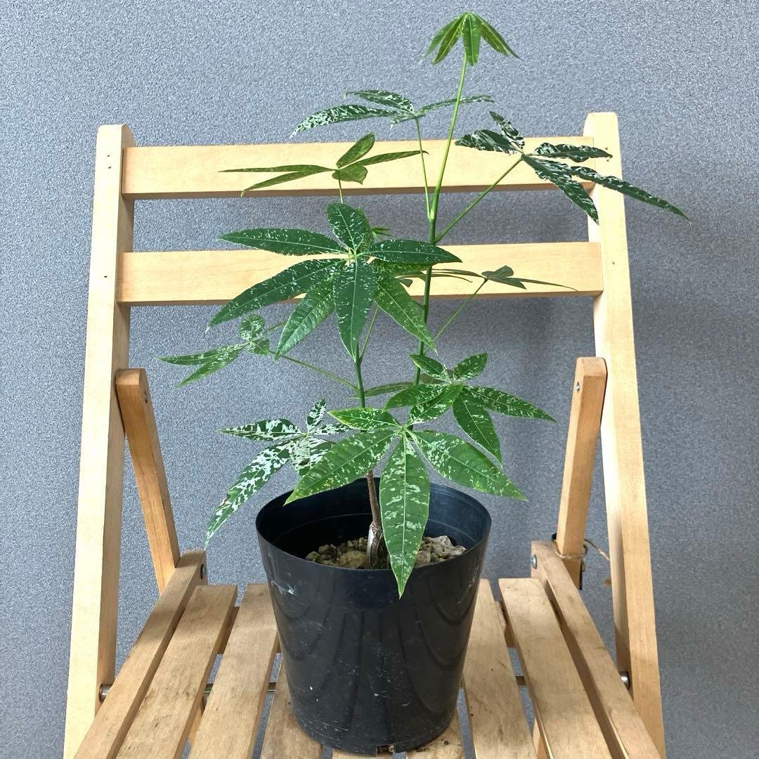 超絶希少❗️ 木質化❗️二股❗️パキラ ミルキーウェイ 実生