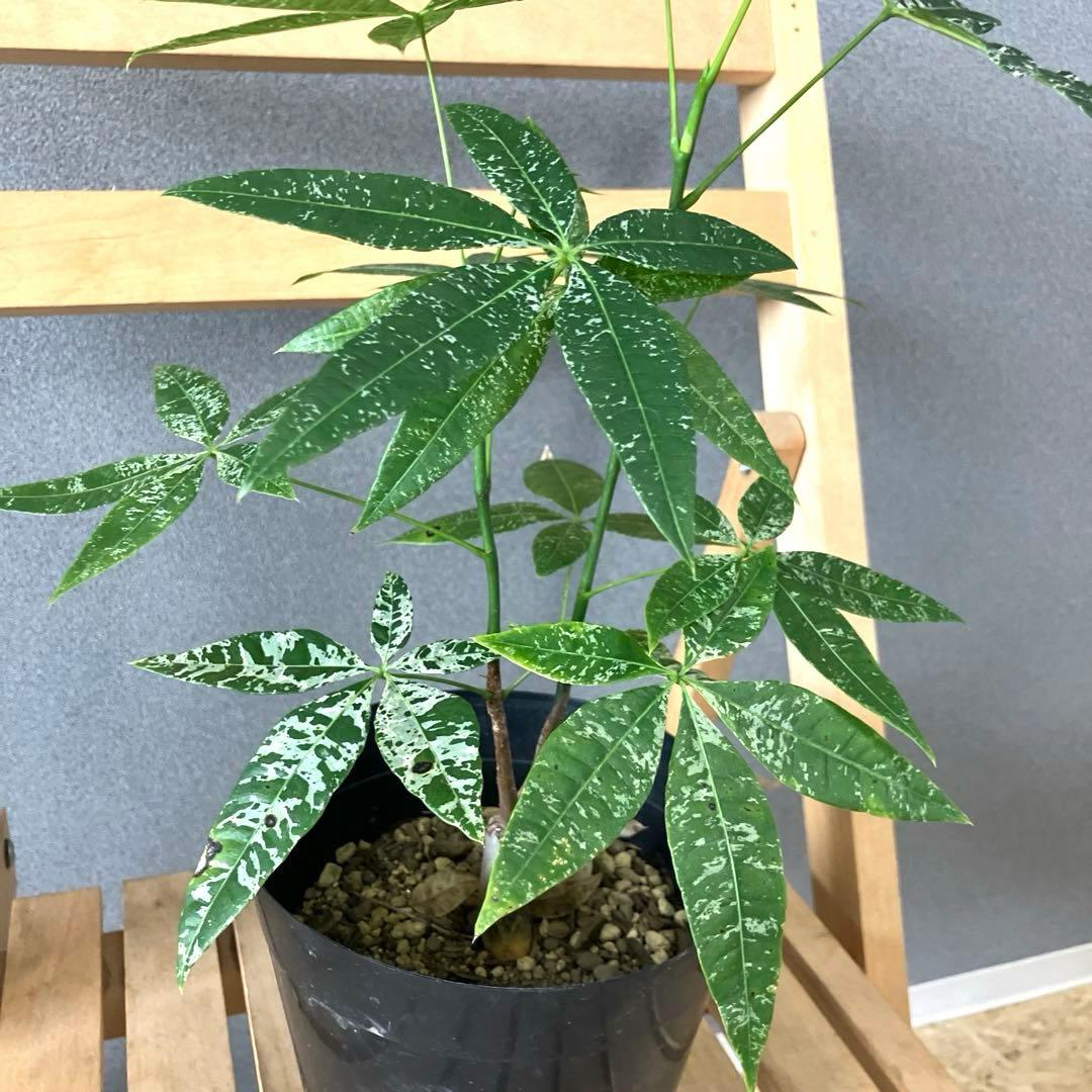 超絶希少❗️ 木質化❗️二股❗️パキラ ミルキーウェイ 実生