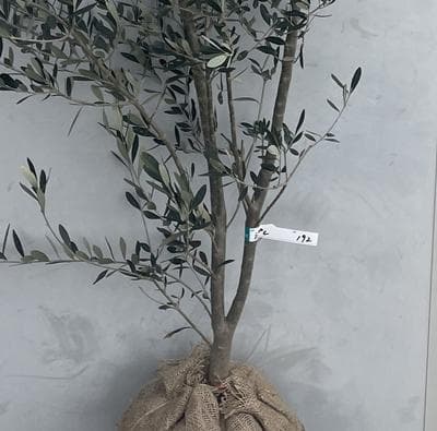 《現品》オリーブの木　シプレシーノ 樹高2.0ｍ（根鉢含まず）192【苗木/庭木