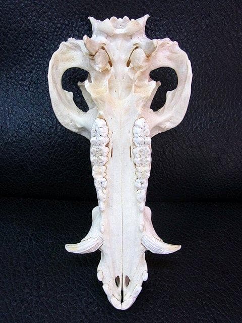 アフリカ便！高品質 ブッシュピッグ（カワイノシシ ）頭骨 - メルカリ