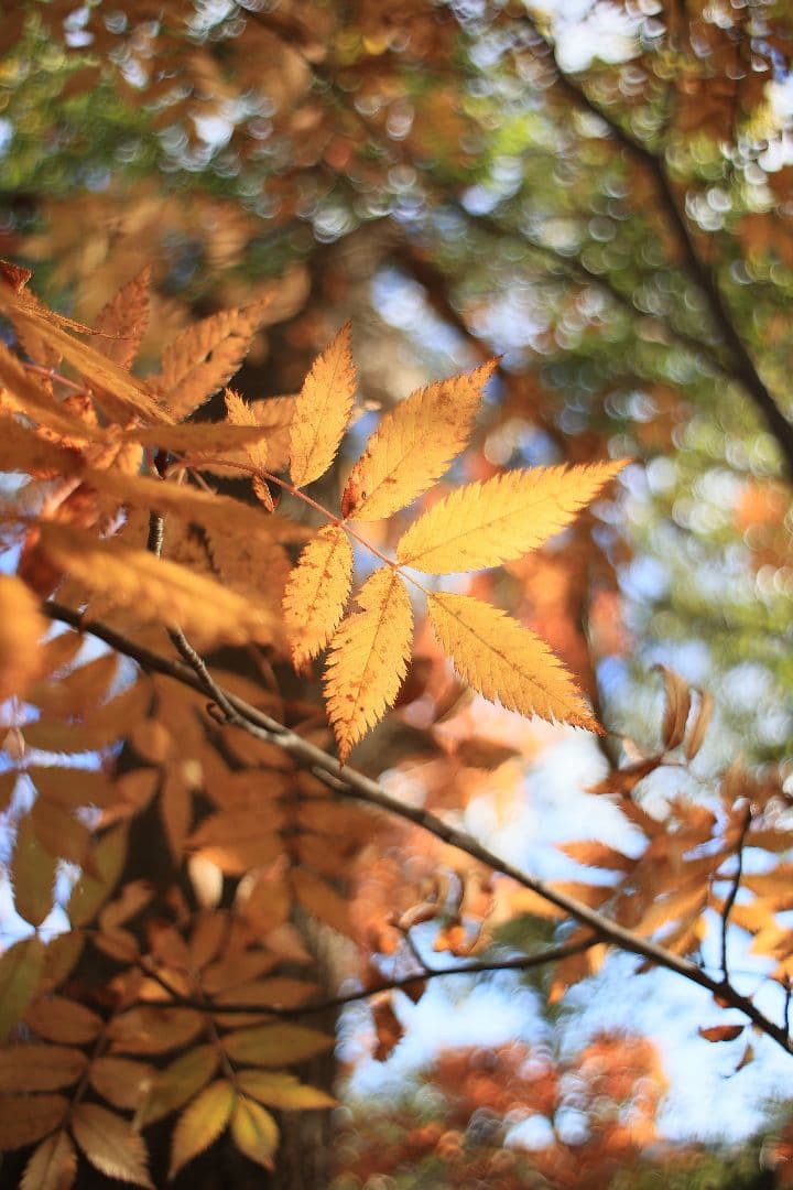 《銘珍玉》KOMURANON 28mm F2.5【光学美品】