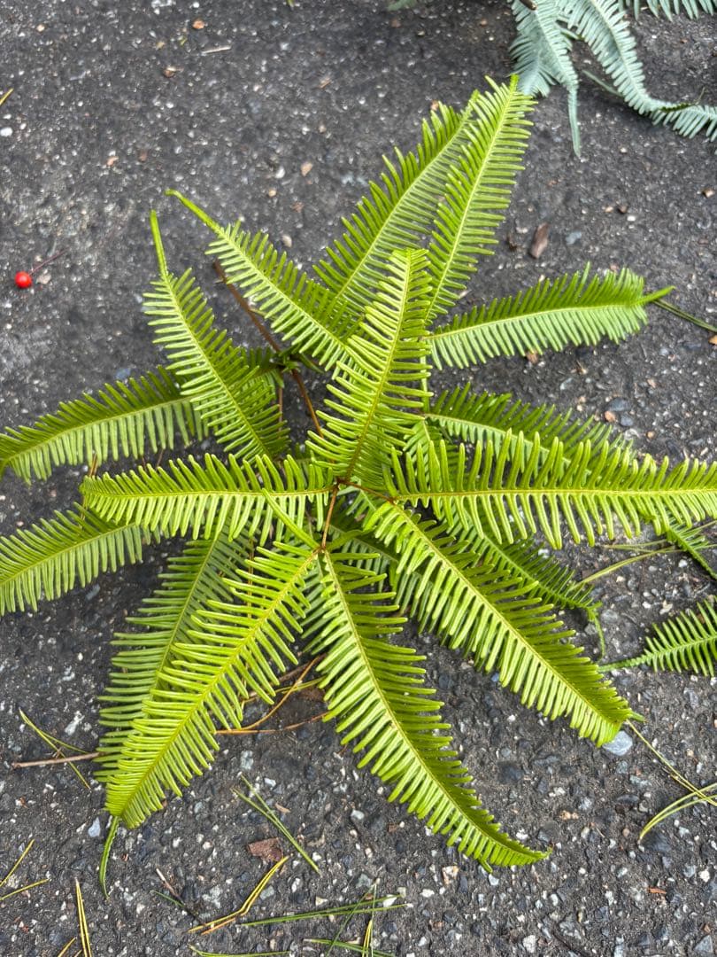 ヤマシダ 250枚 エディブルフラワー 飾り葉 生花 - メルカリ