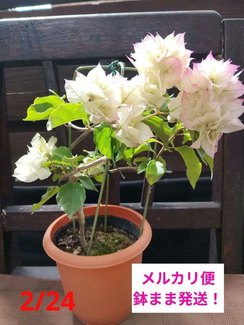 ブーゲンビリア ブライダルピンク - メルカリ