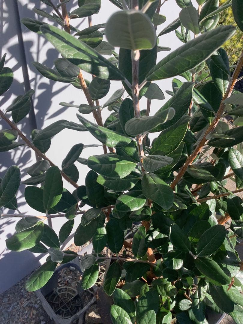 7-44果樹【*+ami♡ami+*フェイジョア】樹高約130cm【送料込