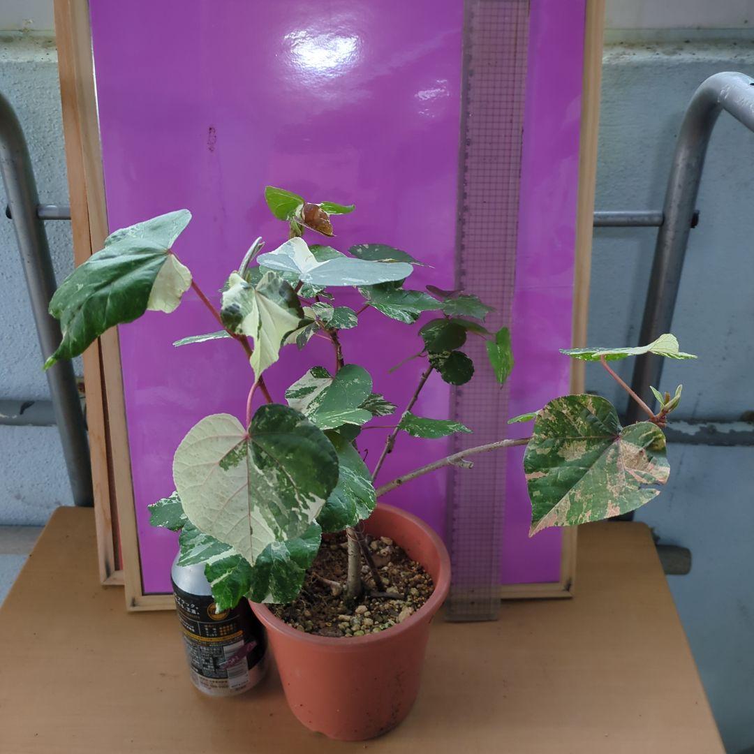 斑入りオオハマボウ - メルカリ