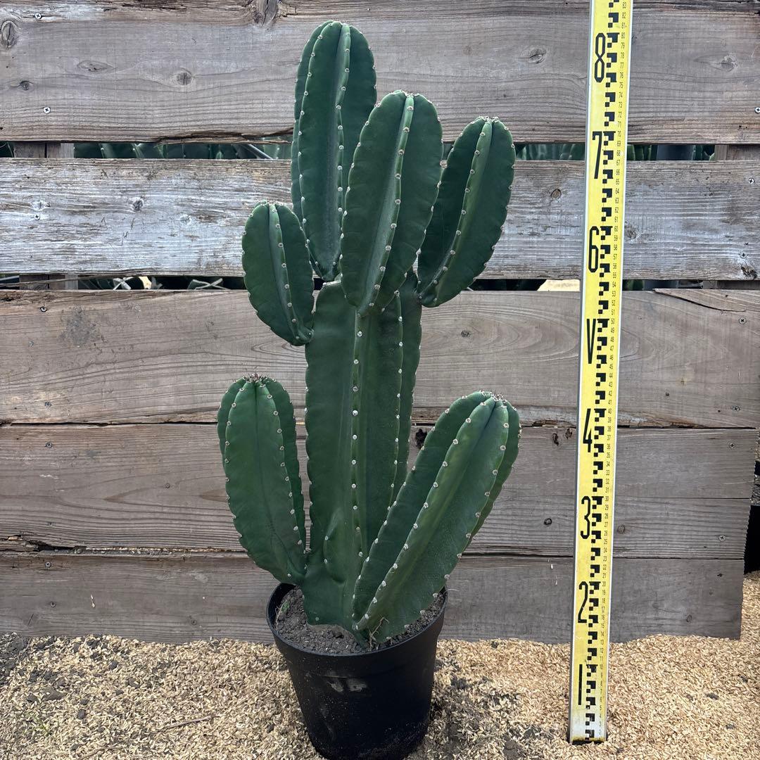 即購入OK越冬済 柱サボテン 鬼面角 発根 ドライガーデン ウチワ