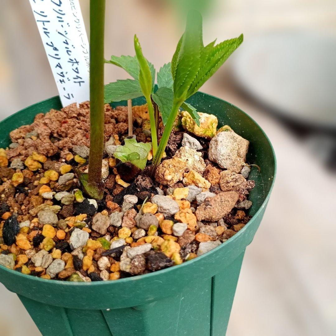 クリスマスローズ dd濃ピンクグラデーション 1株 加藤農園様購入株