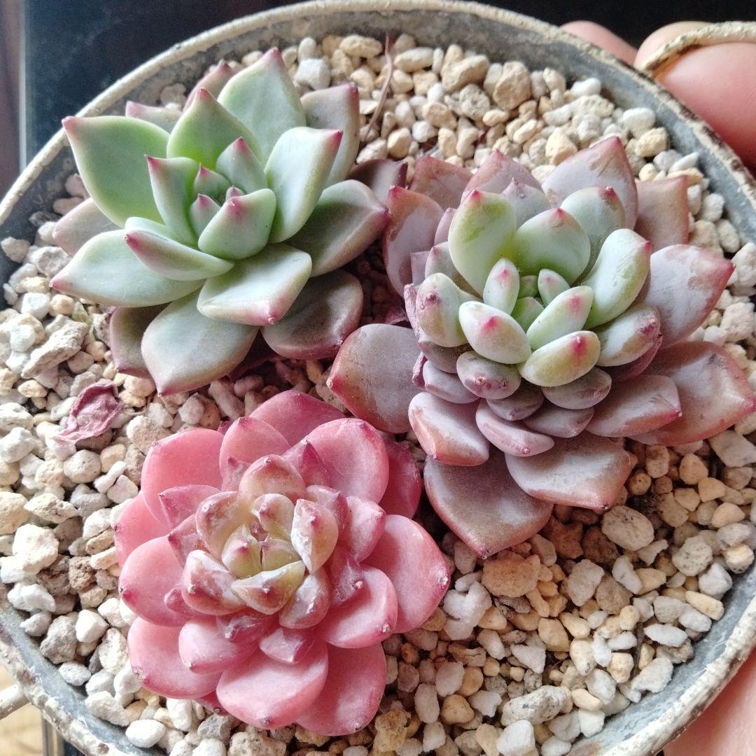 多肉植物❦.:*カット苗ꕤ*. - メルカリ