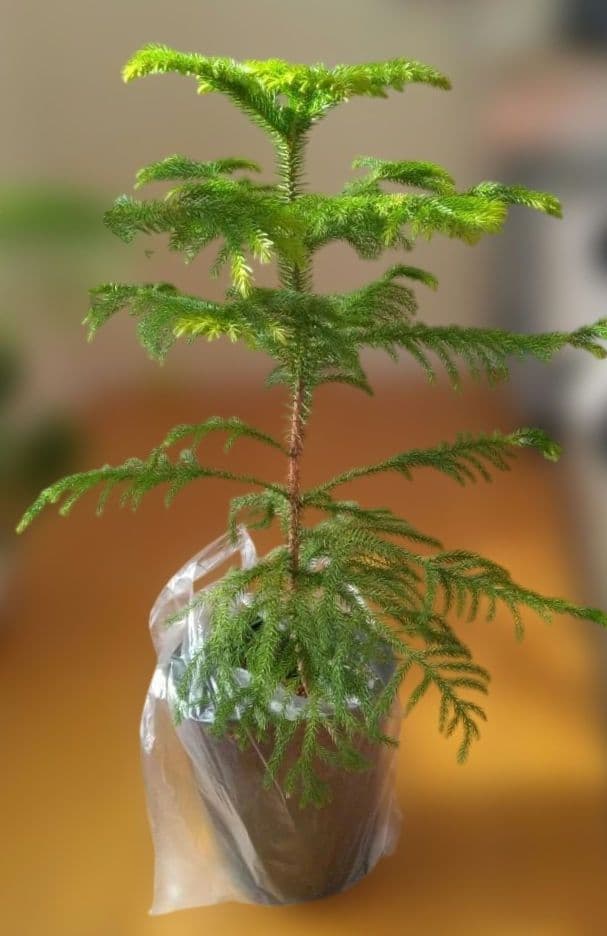 直接取引か着払 2株 アロカリア 苗木 南洋杉 大型180cm 日々成長中