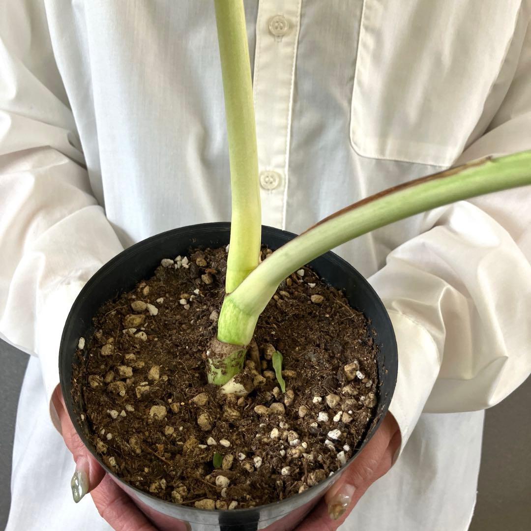 ☆*☆様 超絶希少❗️サイズ大❗️美株❗️モンステラ　フルミント✨