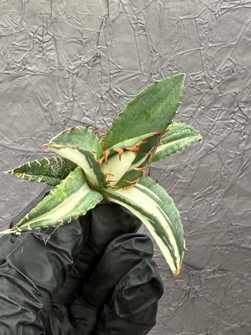 アガベ チタノタ “太陽神錦” 白中斑 極上美株 - メルカリ