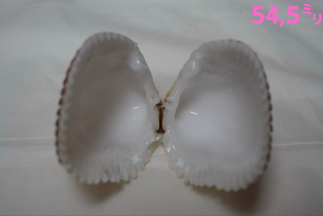 貝殻標本(沖縄の青い海の宝) リュウキュウサルボウガイ&カワラガイ